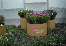 Pink summer improved of Butterfly Garden is a pink lavendula with a strong upright habit and quite large wings, says Henrik Romme. To really flash, it needs UV light.